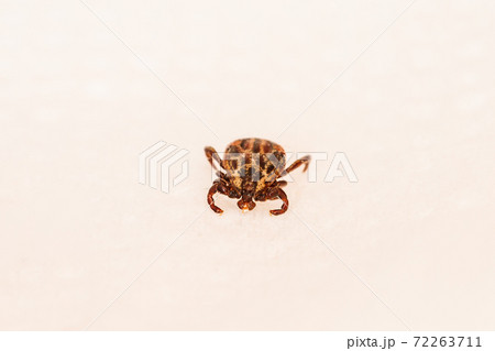 Dermacentor Reticulatus On White Paper Background. Also Known As The Ornate Cow Tick, Ornate Dog Tick, Meadow Tick, And Marsh Tick. Family Ixodidae. Ticks Are Carriers Of Dangerous Diseases Dermacentor Reticulatus On White Paper Background. Also Known As The Ornate Cow Tick, Ornate Dog Tick, Meadow Tick, And Marsh Tick. Family Ixodidae. Ticks Are Carriers Of Dangerous Diseases 72263711