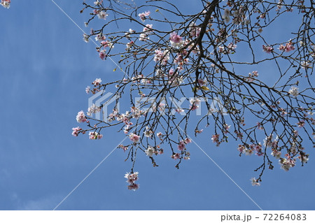 四季桜と青空 72264083