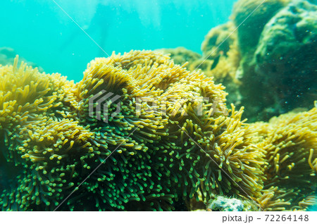 Colorful underwater coral reef tropical Andaman sea Colorful underwater coral reef tropical Andaman sea 72264148