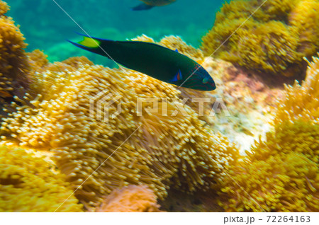 Underwater coral reef with fish and sun light Underwater coral reef with fish and sun light 72264163