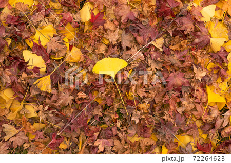 色づいたイチョウの葉 色づいたイチョウの葉 72264623