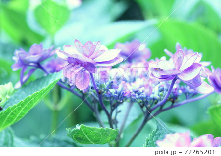 紫色のアジサイ 72265201