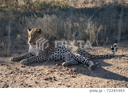 Leopard lying down in the dirt 72265463