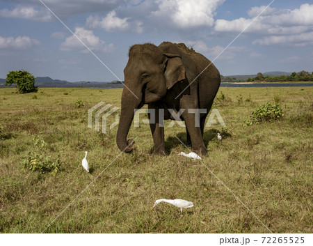 Elephant Eats Grass Surrounded By Egrets Picking Insects Elephant Eats Grass Surrounded By Egrets Picking Insects 72265525