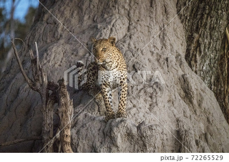 A leopard climbs partly up a baobab tree to get a further view while looking for prey 72265529