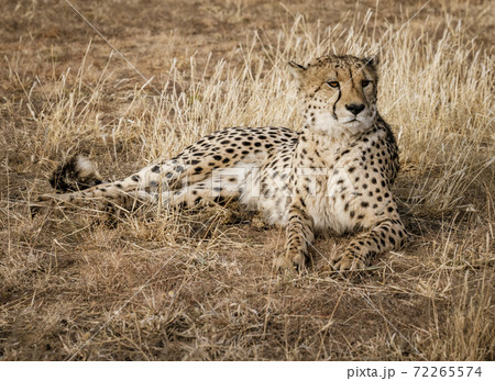 Adult cheetah lies down in dry grass Adult cheetah lies down in dry grass 72265574