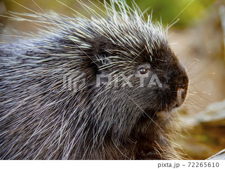 Porcupine Close up Porcupine Close up 72265610