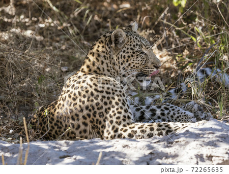 Leopard sits on sand, licking his chops while scanning the horizon 72265635