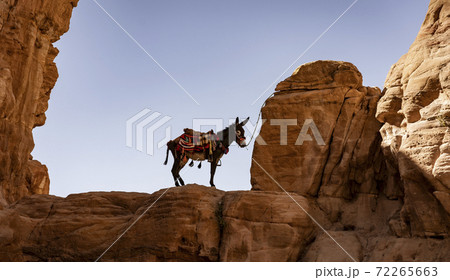 Lone Donkey Tied to Distant Ridge in Petra Canyon Lone Donkey Tied to Distant Ridge in Petra Canyon 72265663