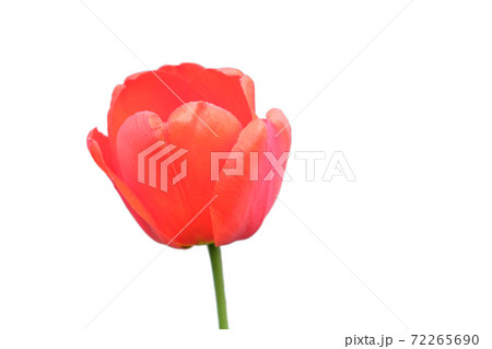 Beautiful pink tulip flower close up. Flower with pink petals isolated on white background. 72265690
