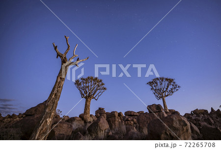 Quivertrees are unique to Namibiaq Quivertrees are unique to Namibiaq 72265708