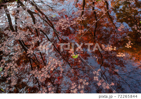 紅葉の庭園　三十路苑　長崎県雲仙市 72265844