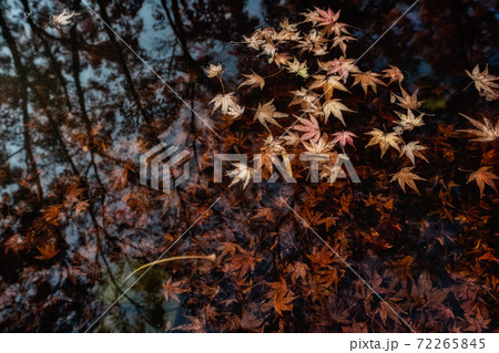 紅葉の庭園　三十路苑　長崎県雲仙市 72265845