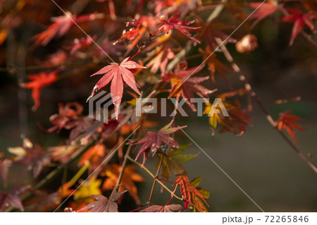 紅葉の庭園　三十路苑　長崎県雲仙市 72265846