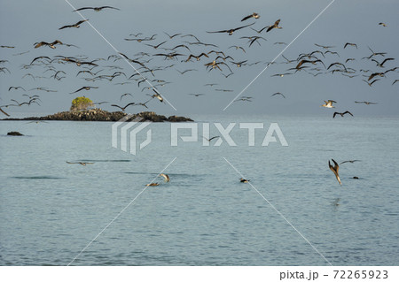 Flock of Blue Footed Boobies Dive For Fish At Sundown 72265923