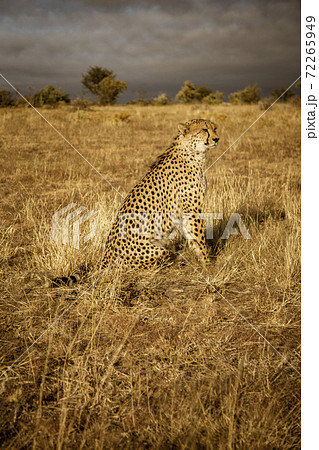Adult cheetah sits up scans his surroundings Adult cheetah sits up scans his surroundings 72265949
