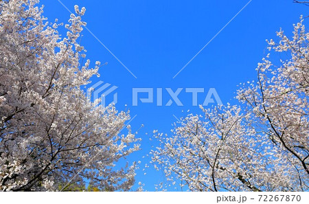 綺麗な桜と青空 72267870