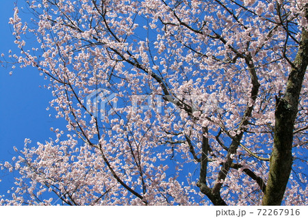 綺麗な桜と青空 72267916