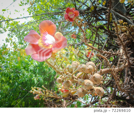 Flower of sal tree blossom, Close up shot Flower of sal tree blossom, Close up shot 72269810