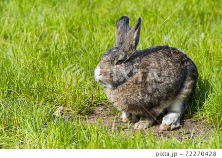 Gray bunny rabbit hare sitting on green grass. 72270428