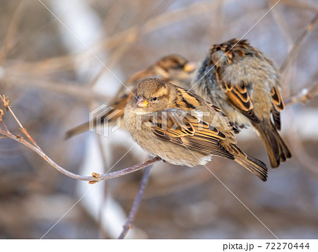 Sparrows sits on a branch without leaves. Sparrows sits on a branch without leaves. 72270444