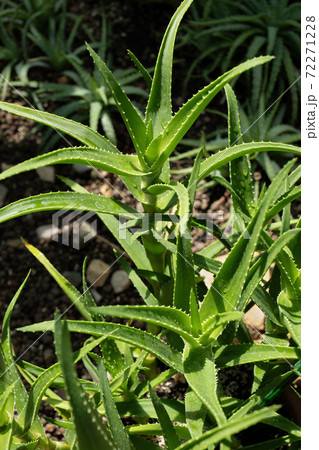 Aloe sp Plant 72271228