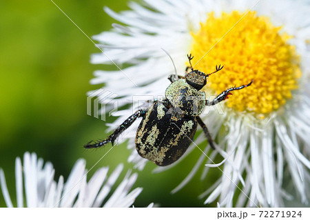 クロアシナガコガネとハルジオンの花 72271924