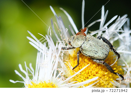 クロアシナガコガネとハルジオンの花 72271942