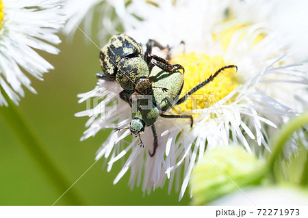 クロアシナガコガネとハルジオンの花 72271973