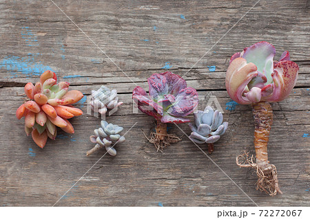 Succulent echeveria plants on vintage wooden background 72272067