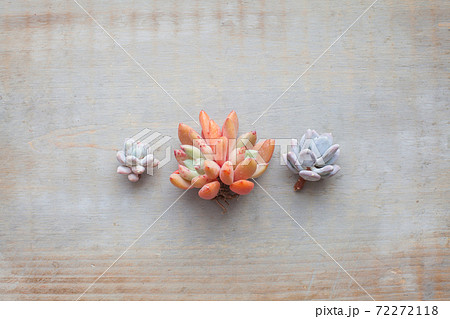 Beautiful colorful succulent echeveria flowers on gray vintage wooden background 72272118