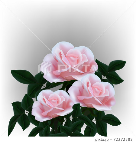 Pink Rose flower isolated on white gray background. Vector roses. Realistic flowers. 72272585