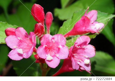 オオベニウツギの花 オオベニウツギの花 72272884