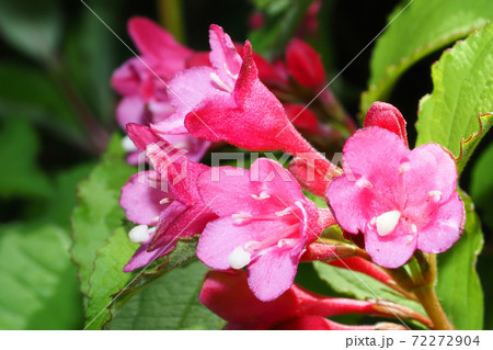 オオベニウツギの花 72272904