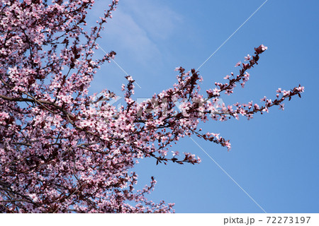 Flowering peach tree in spring. 72273197