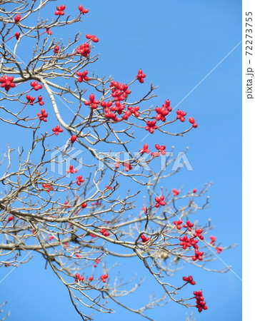 青空とまんりょうの実 72273755