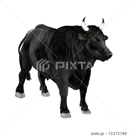 干支の第二支丑年のイラスト 牡の黒い闘牛を描いた のイラスト素材 干支の第二支丑年のイラスト 牡の黒い闘牛を描いた のイラスト素材