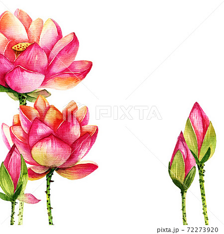 Watercolor Lotus In Full Bloomのイラスト素材