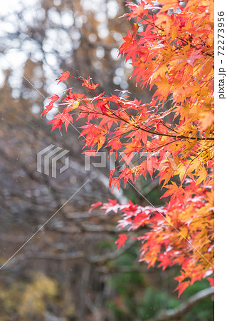 【飛騨高山　宇津江四十八滝でお天気雨の紅葉】 72273956