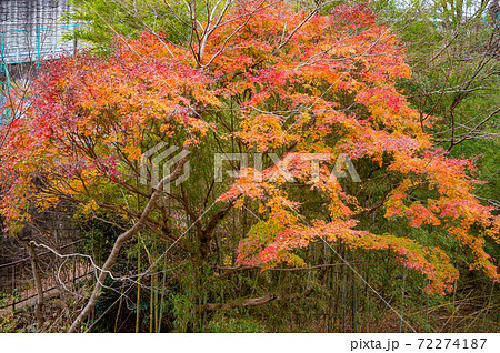 奥多摩数馬峡の紅葉風景 72274187