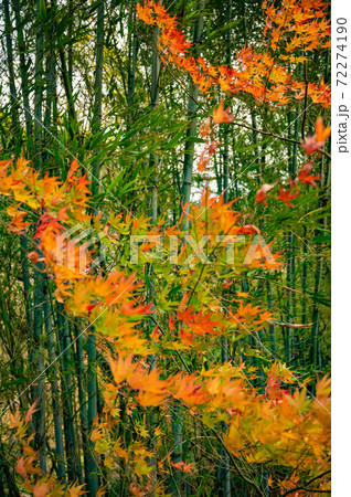 奥多摩数馬峡の紅葉風景 72274190