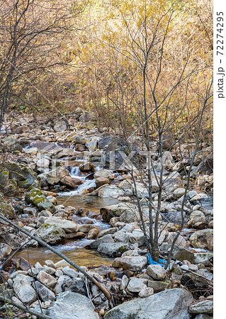 【野麦街道から望む冬の渓流、大白川】 72274295