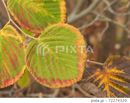 紅葉したヒュウガミズキの葉 紅葉したヒュウガミズキの葉 72274320