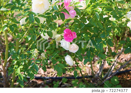 バラの花　サマースノー 72274377