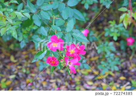 バラの花 ロージィーカーペット バラの花 ロージィーカーペット 72274385