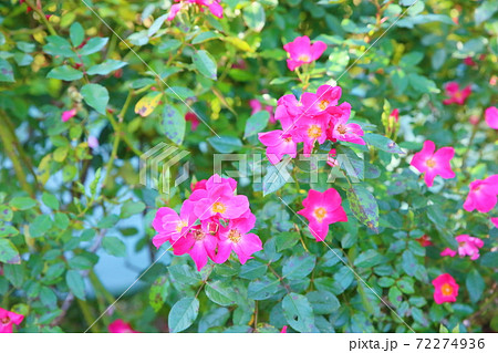 バラの花　ロージィカーペット 72274936