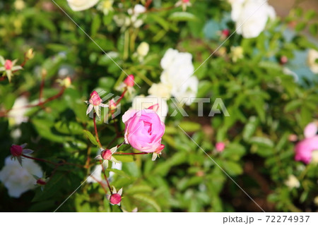 バラの花 サマースノーの写真素材