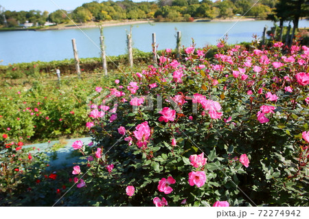 バラの花 ピンクノックアウトの写真素材