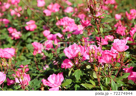 バラの花 ピンクノックアウトの写真素材