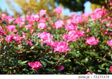 バラの花 ピンクノックアウトの写真素材